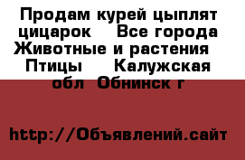Продам курей цыплят,цицарок. - Все города Животные и растения » Птицы   . Калужская обл.,Обнинск г.